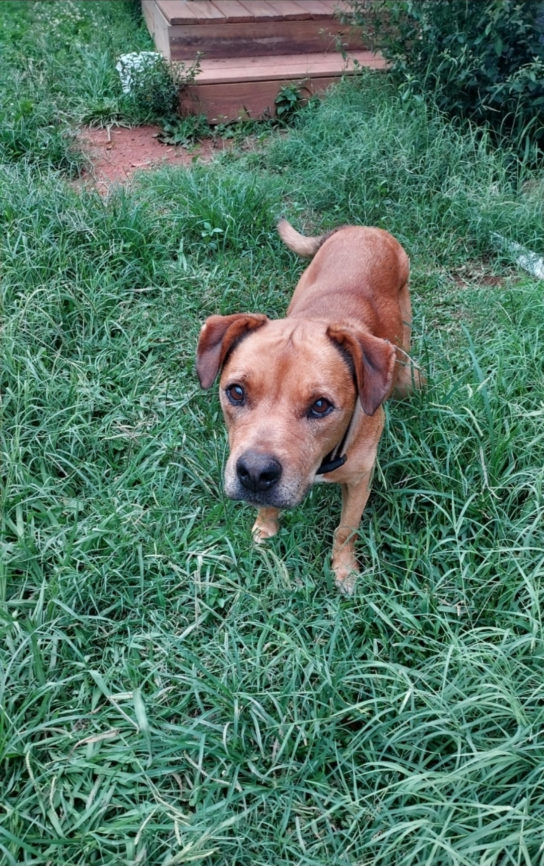 Best image of Scrap in grass.jpg